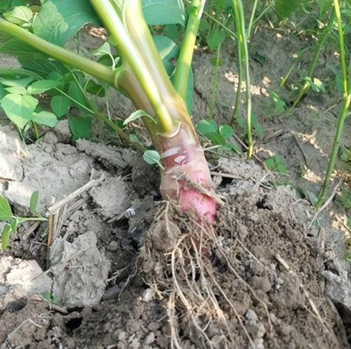 莧菜料理 莧菜料理