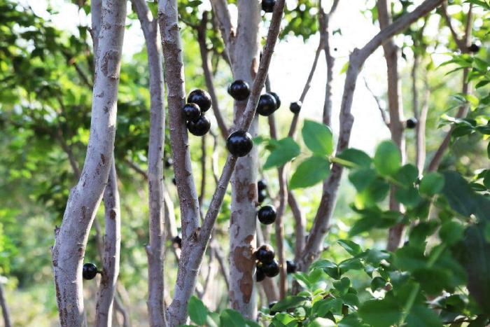 樹葡萄果實特寫